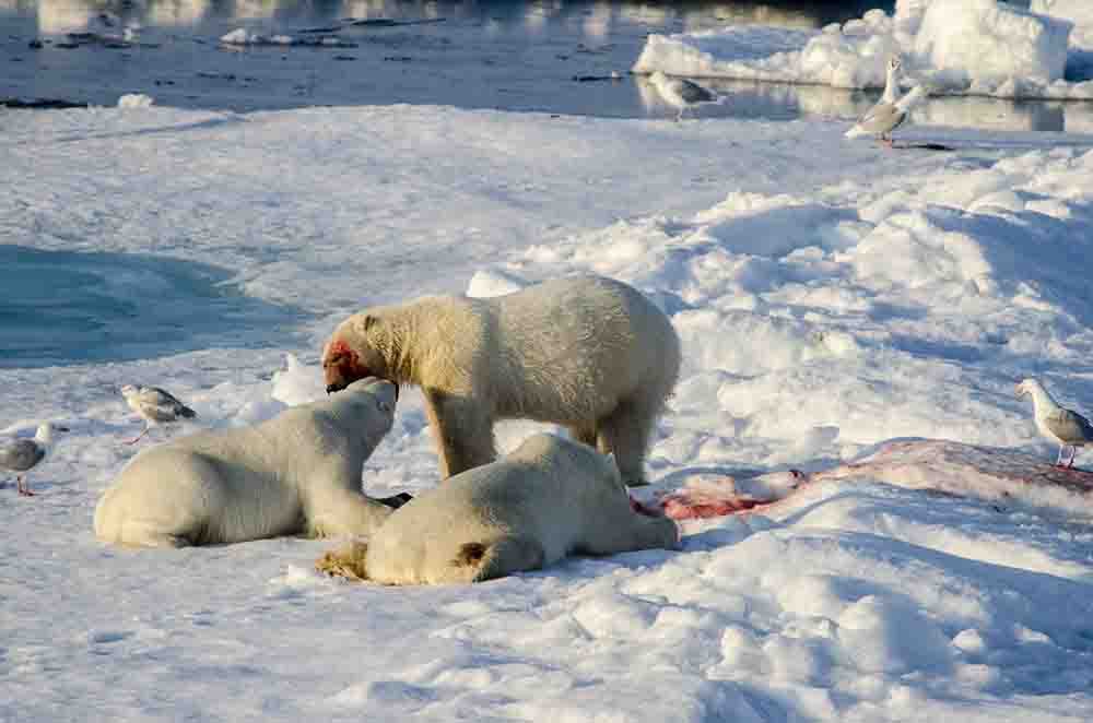 Oso Polar - islas Svalbard - Noruega 70.jpg
